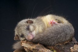 Naturschutzrechtliche Belange im laufenden Betrieb