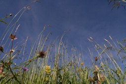 Naturnahes Firmengrundstück