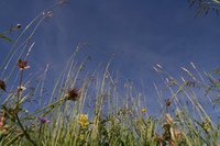 Naturnahe Gestaltung von Firmengeländen